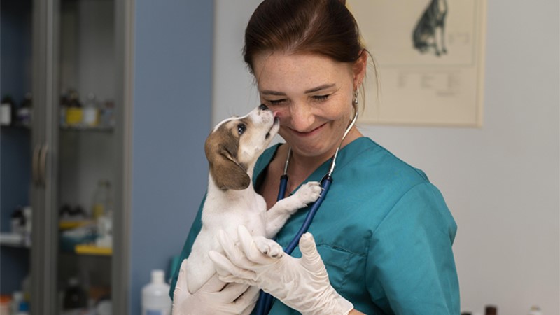 Career guidance for a position Veterinarian