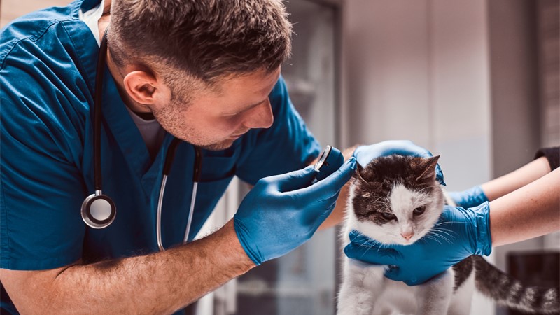Career guidance for a position Veterinarian